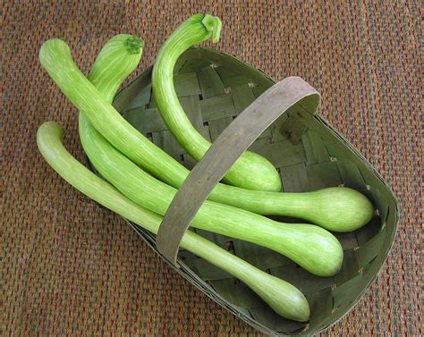 How to tell if zucchini is bad or spoiled? Renee's Garden Seeds: Renee's Blog: Seed of the Month ...