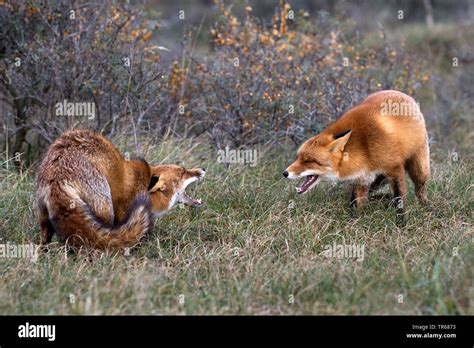 Red Fox Vulpes Vulpes Two Young Foxes Fighting Playfully In The