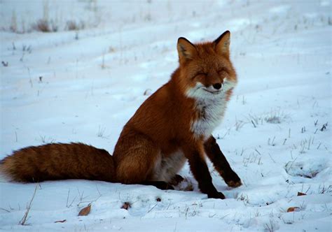 Smiling Animals Happy Red Fox ~ Alaska Alaska ~the Last