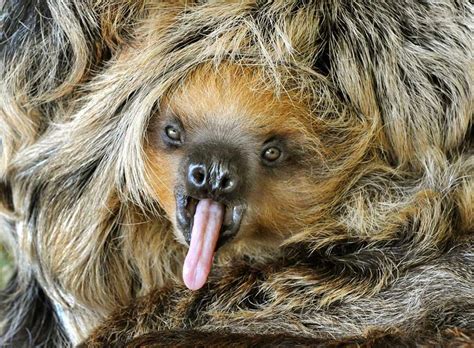 Cute Funny Animalz Funny Sloth New Nice Images And Wallpapers 2013