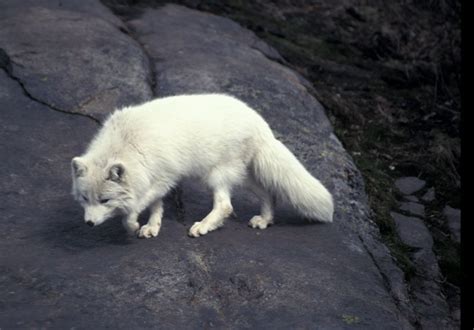 Arctic Fox Alopex Lagopus Linnaeus 1758