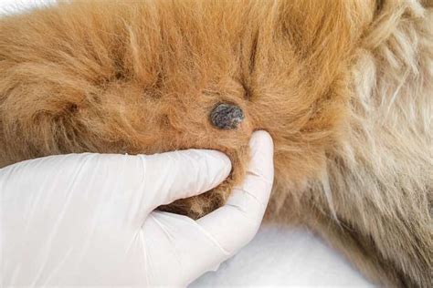 Papilloma Dog Stages Pictures Causes Treatment And More 2023