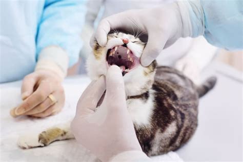 Gingivitis In Cats Symptoms Causes Treatments