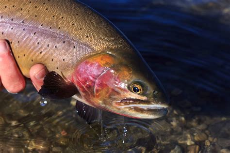 Snake River Cutthroat Trout