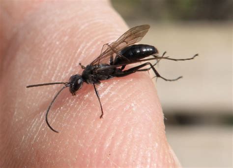 Check spelling or type a new query. Black Wasp - Passion Porn