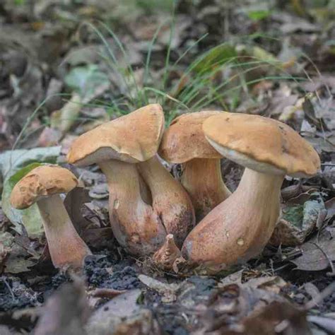 Wild Mushroom Species