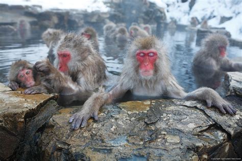 Jigokudani Yaen Koenwelcome Japanese Monkey To The World