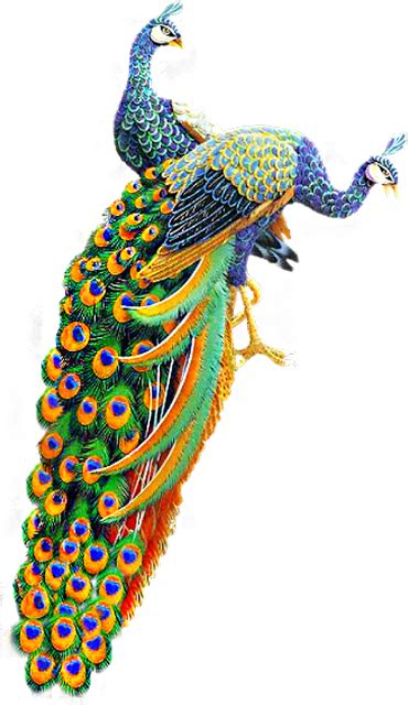 ForgetMeNot: peacocks | Peacock, Peacock images, Peacock pictures