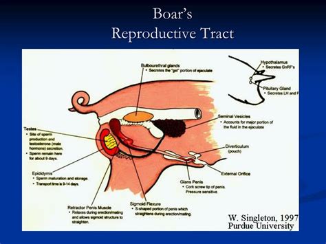 Ppt Swine Reproduction Powerpoint Presentation Free Download Id