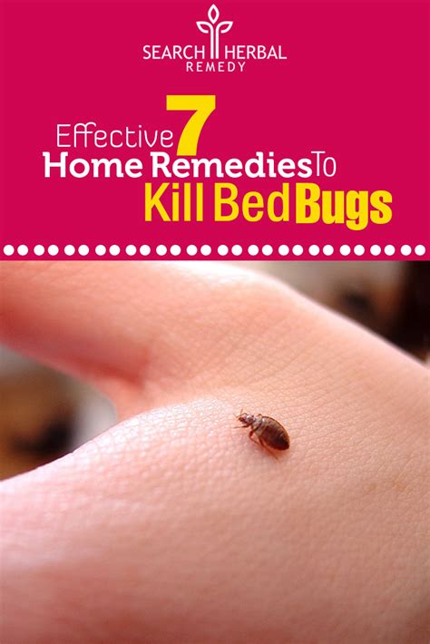 Home Remedies To Kill Bed Bugs Natural Treatments And Cure For Kill Bed