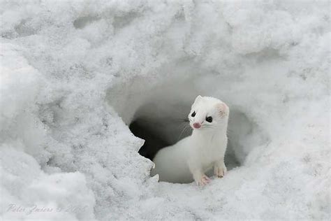 20 Wonderful Pictures Of Animals In The Snow Amazing