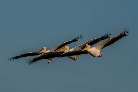 Sergey Dereliev Nature Photography Waterbirds