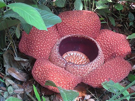 Rafflesia arnoldii is one of the largest flowers in the world. Ben Fogle's Sarawak adventure - the biggest flower in the ...