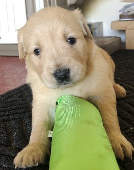 Look here to find a golden retriever breeder close to younew york who may have puppies for sale or a male dog available for stud service. Golden Retriever Puppies For Sale | New York, NY #330570