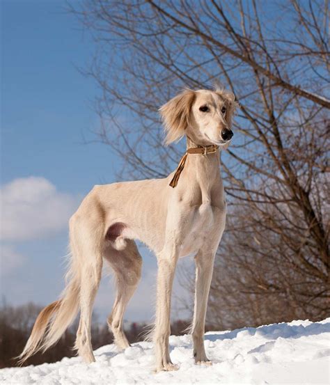 Saluki Dog Information Center The Beautiful Breed With Lightning Speed