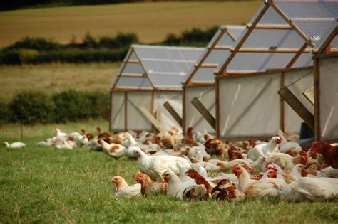 Free Range Pasture Raised Chicken From Our Farm Farm2fork