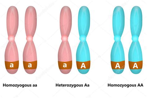 Diseño Científico De Cromosomas Homocigotos Y Heterocigotos