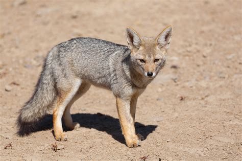 Two Foxes Test Positive For Rabies In Flagstaff Williams Grand Canyon
