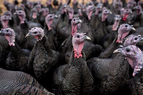 Turkey Factory Farming The Shocking Truth Behind Your Christmas Dinner