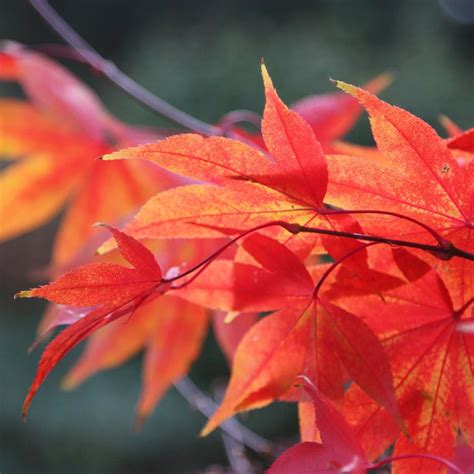 Some say 'osakazuki' has the best fall color of all the palmatums. Buy Japanese maple Acer palmatum Osakazuki: £29.99 ...