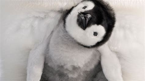 Baby Penguin Wallpaper 55 Images