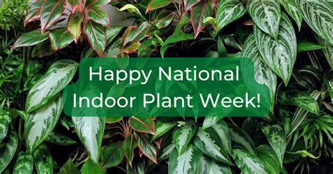 Happy National Indoor Plant Week · Khloros Plants