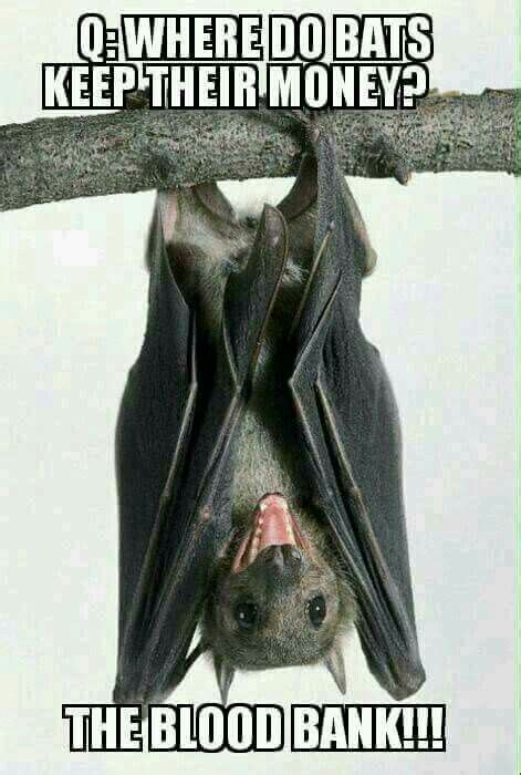 Pin By Proudestmonkey On Bats Bat Bad Jokes Funny
