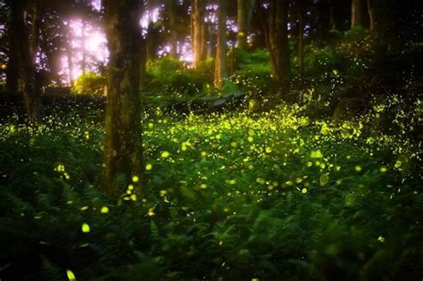 Synchronous Fireflies In The Smoky Mountains Unique In America