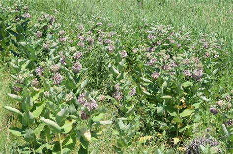Common Milkweed Asclepias Syriaca Grow Milkweed Plants