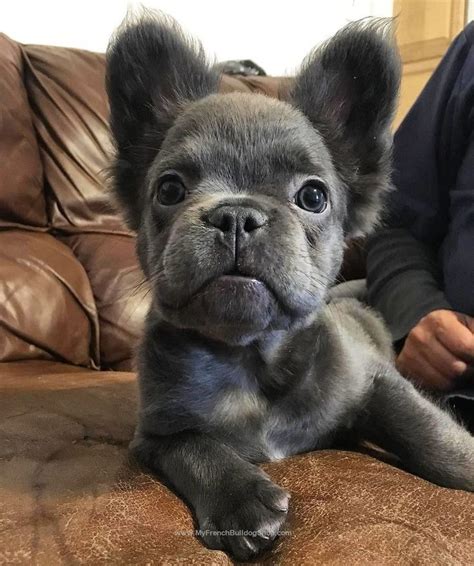 Long Haired Blue French Bulldog Puppy Cute Baby Animals Baby Animals