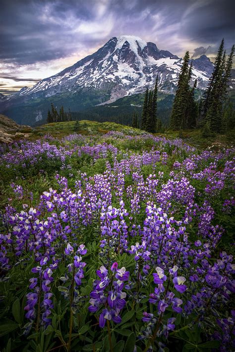 Mountain Majesty Photograph By Ryan Smith Fine Art America
