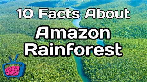 10 Mind Blowing Facts About The Amazon Rainforest Rainforest Facts