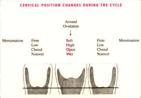 What Is Ovulation Top Ovulation Symptoms