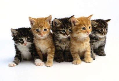 Cat, (felis catus), also called house cat or domestic cat, domesticated member of the family felidae, order carnivora, and the smallest member of that there are some three to five subspecies. A Group of Cats is Called a 'Clowder'