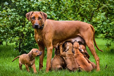 On this page of our minecraft guide, you will find information on how to tame a dog or a cat. Rhodesian Ridgeback puppies price. Full List of expenses.