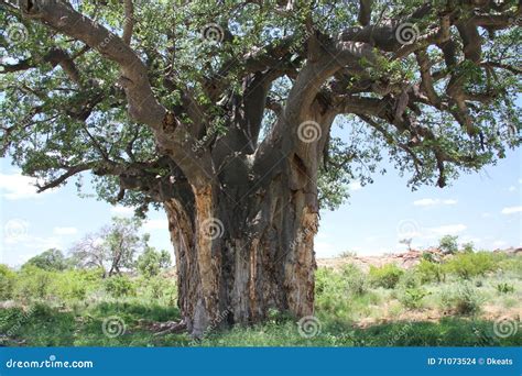Baobab Adansonia Digitata An Nationalpark Mapungubwe Der Limpopo