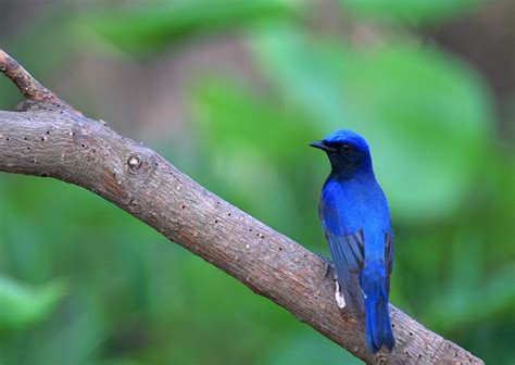 Pájaro Azul En Una Rama