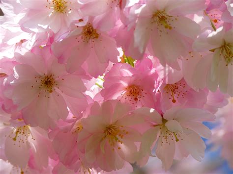 3840x2880 Bloom Blossom Cherry Blossom Flora Flowers Spring 4k