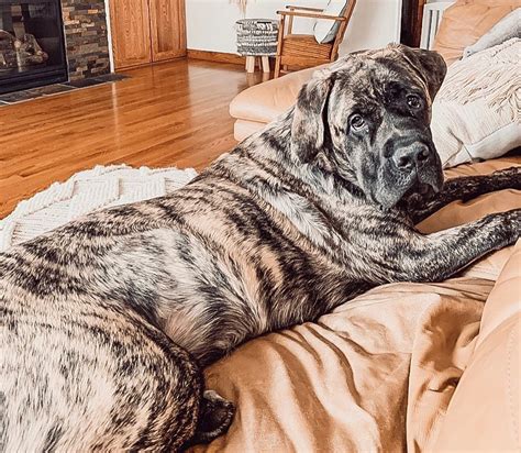 Things You Should Know About Brindle Mastiffs Ned Hardy