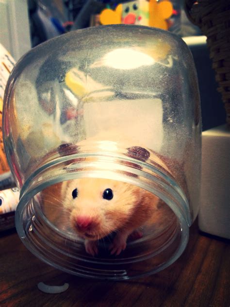 Pin By Sienna On I ♡ Hamster Hamster Cute Hamsters Cute