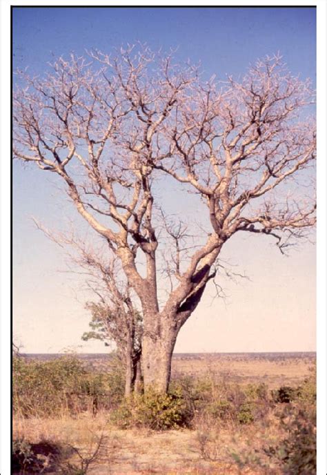 Schinziophyton Rautanenii Tree In Western Bushmanland Namibia During