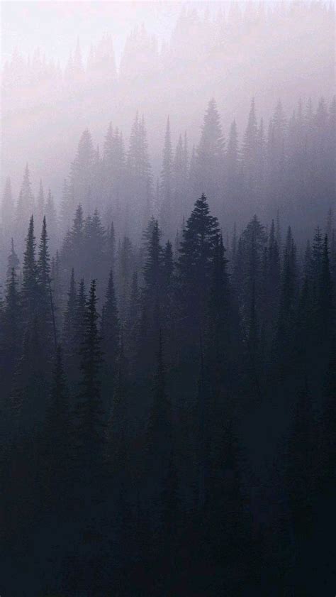 Mist Fog Forest Trees Iphone Wallpaper Iphone Wallpapers