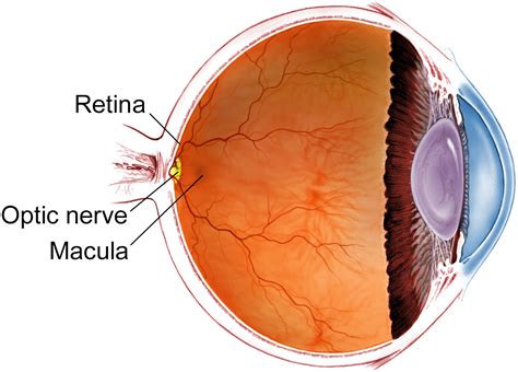 What Is A Retina Specialist The American Society Of Retina