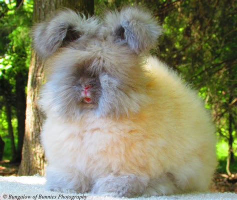 2016 angora nationals early may update bungalow of bunnies dutch and english angora rabbits