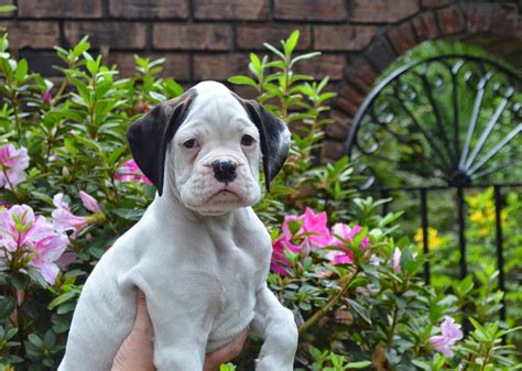 Boxers are upbeat and playful. Bishop's Boxers: White Boxer Puppies are Available in ...