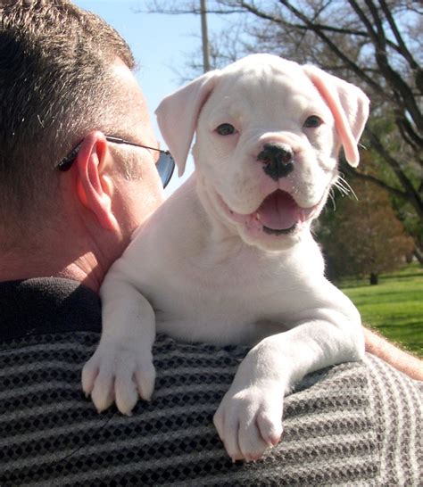Long term health guarante · only responsible breeders Free White Boxer Puppy Stock Photo - FreeImages.com
