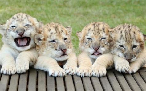 Say Hello To These Super Rare Unbelievably Adorable White Liger Cubs