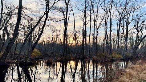 Great Dismal Swamp A Scenic Hike To Lake Drummond