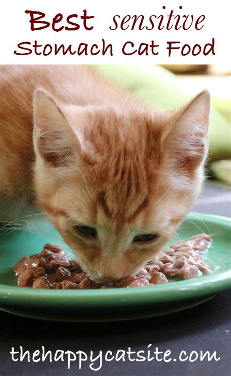 Buy good quality food for your kitten. A Guide To The Best Sensitive Stomach Cat Food for your ...