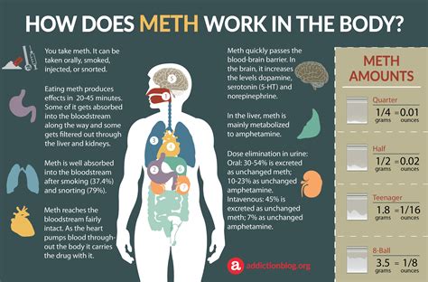 Meth Detection Timelines Infographic Artofit - vrogue.co